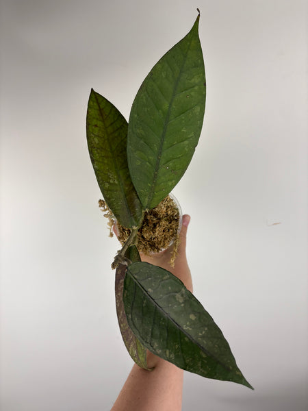 hoya Sp aceh new C