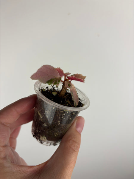 begonia ginny galaxy variegated A