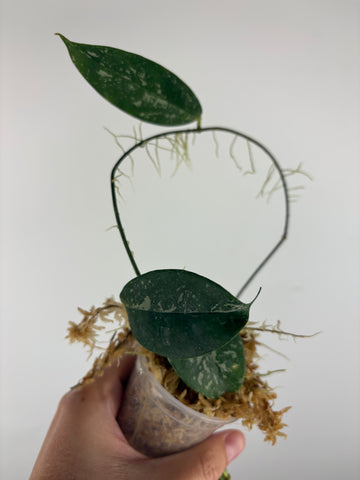 Hoya campanulata splash 3