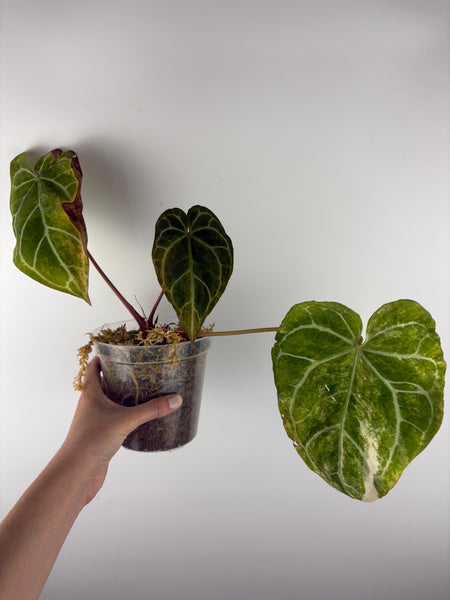 Anthurium crystallinum Petir variegated - Double growth point