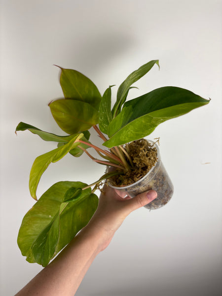 philodendron jungle fever variegated (Thailand)