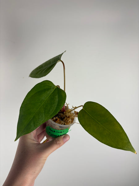 Anthurium Black sweet x panama C