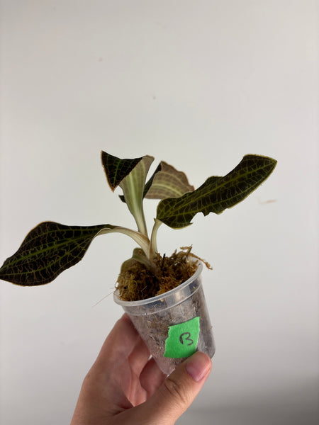 Jewel orchid sp papua green B