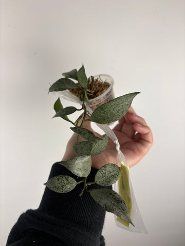 hoya lacunosa moonshine E1