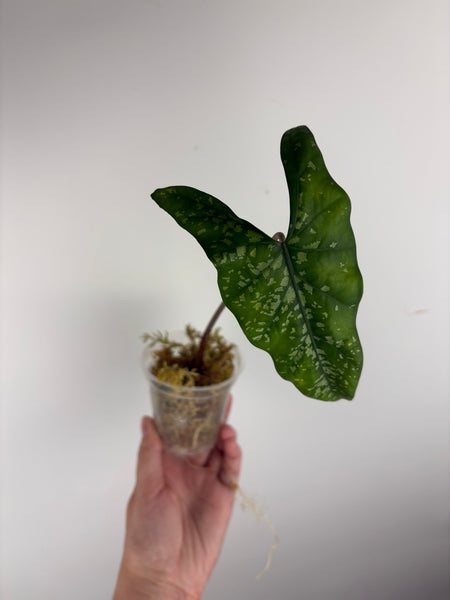 Alocasia shattered glass B