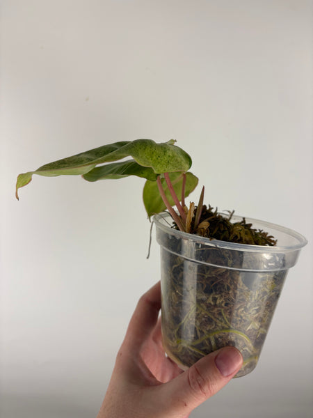 Philodendron burle Marx x verde