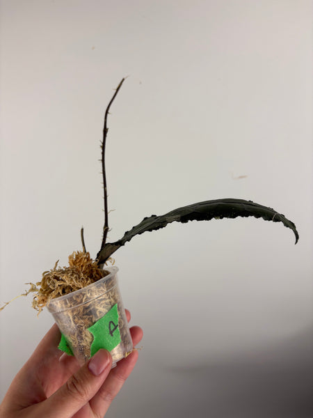 hoya clemensiorum black A