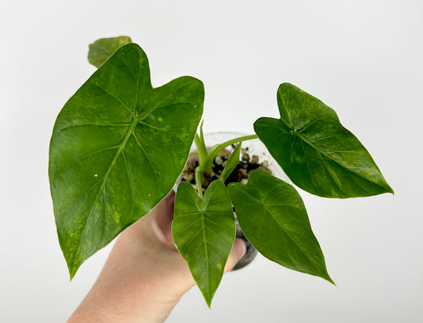 Alocasia gageana(odora) aurea