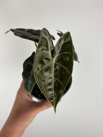 Alocasia 'longiloba' Suhirmaniana Purple 4 inch