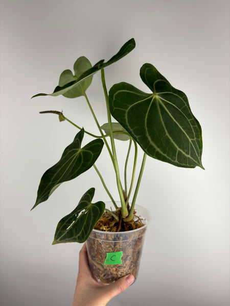 Anthurium clarinervium white spider C