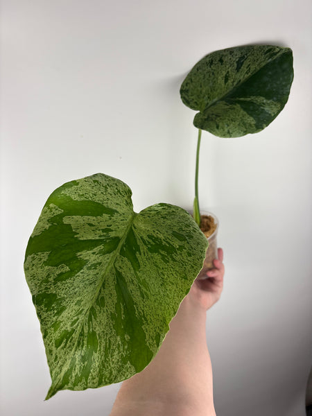 Monstera vietciosa (Thailand) E