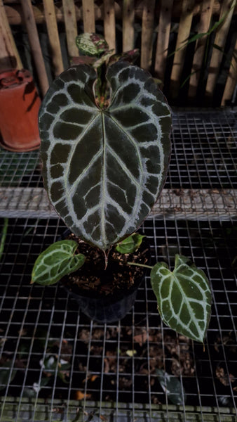 Anthurium muchlis x red crystal unacclimated large plant