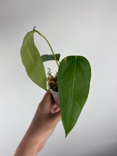 Anthurium Black sweet x farcatum C