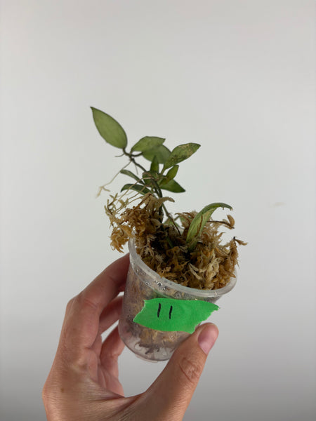Hoya lacunosa sulcata 11