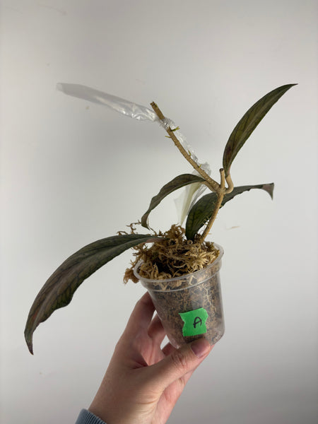 hoya tanggamus limu kapas A