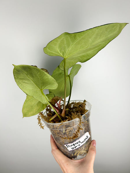 Anthurium stingray hybrid mutation