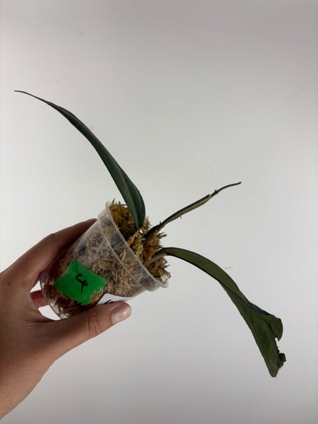 Hoya sp aceh Gomas 4