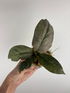 Hoya mitrata silver sp kapuas hulu 2