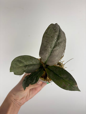 Hoya mitrata silver sp kapuas hulu 2
