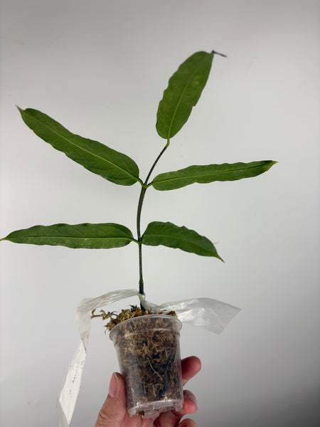 Hoya amrita