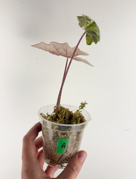 Alocasia pseudo sanderiana pink variegated A