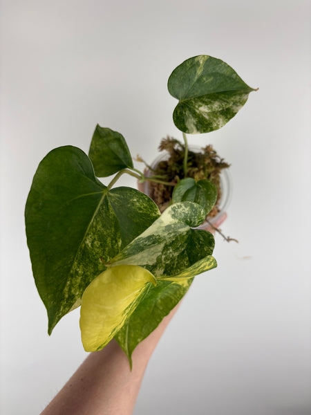 Anthurium delta force x clari variegated