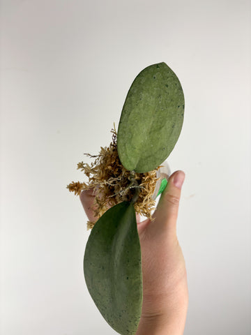 hoya menak sopal silver B