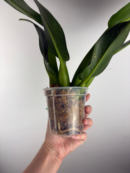philodendron martianum B