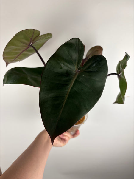 Philodendron Pink princess x billietiae