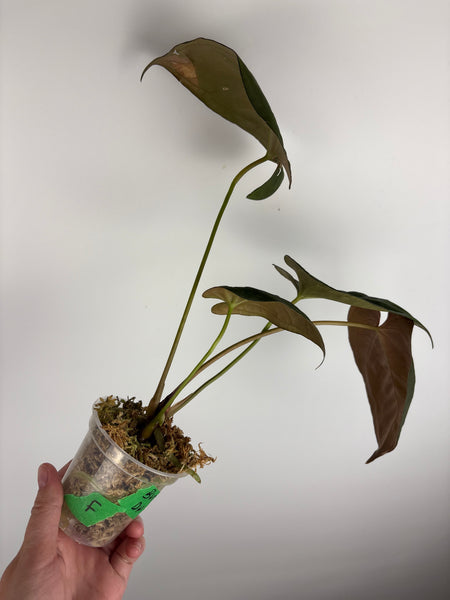 Anthurium BVIT x dark phoenix F