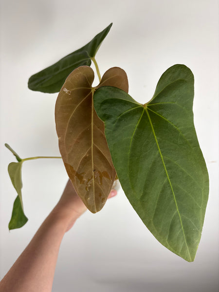 Anthurium bvit x blue papillilaminum A2