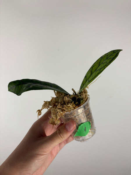 hoya callistophylla vena 1