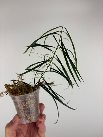 Hoya stenophylla 3