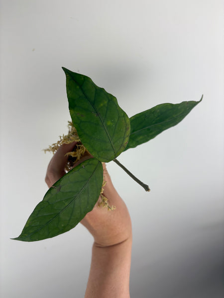 Hoya aceh dragons egg C