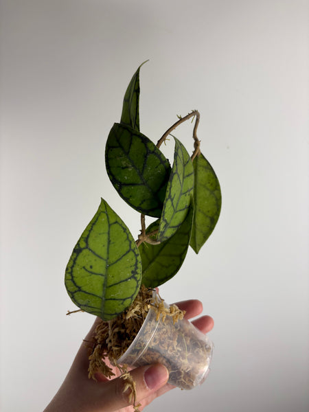 hoya callistophylla turtle B