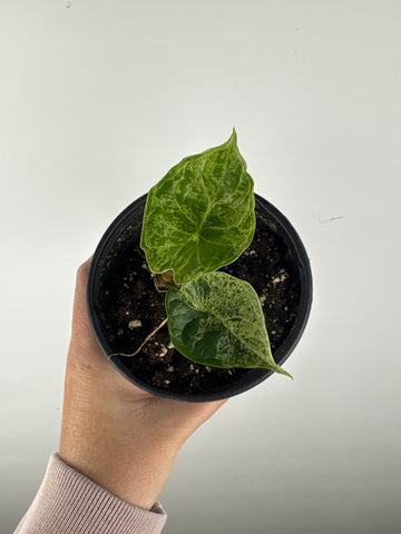Alocasia dragon scale mint 4 inch G