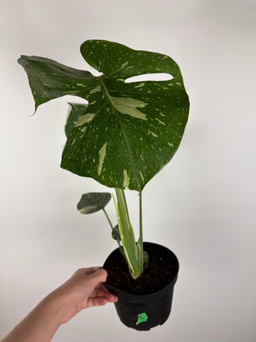 Monstera Thai constellation 6 inch C