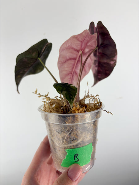 Alocasia chantrieri pink variegated B (from corm)