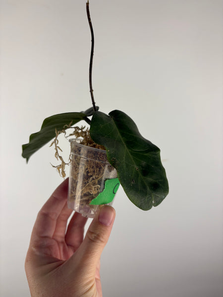 hoya Megalaster ubiyau C