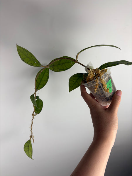 hoya callistophylla turtle C