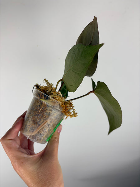 Anthurium Red tiger x red crystal A