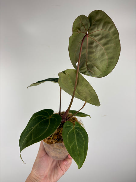 Anthurium magnificum x (Zara x Michelle)