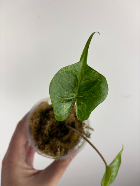 Alocasia stingray albo var