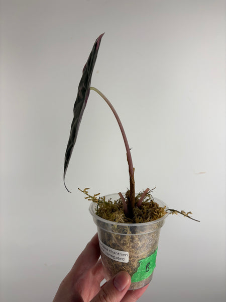 Alocasia chantrieri pink variegated B (from corm)
