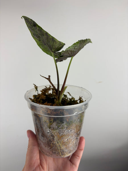 Alocasia princep sp kalimantan barat