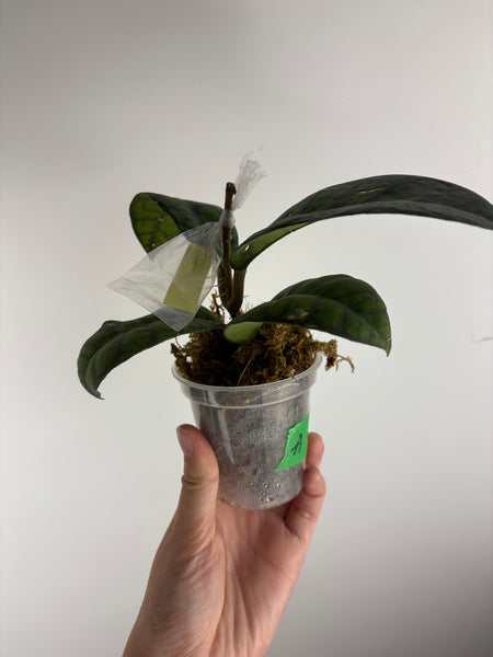 hoya callistophylla obsidian A
