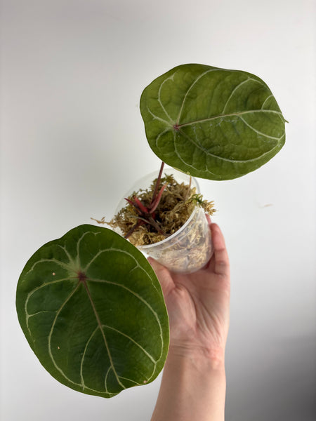Anthurium michelle x red spider