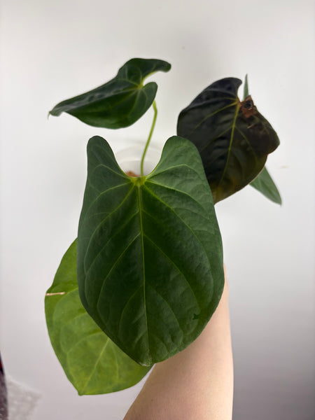 Anthurium black sweet x dorayaki B