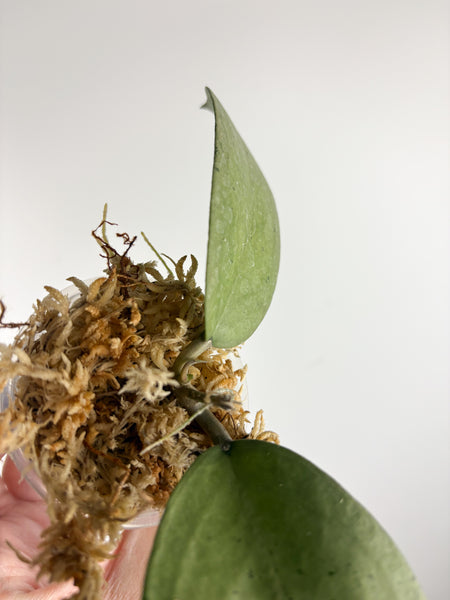 hoya menak sopal silver B