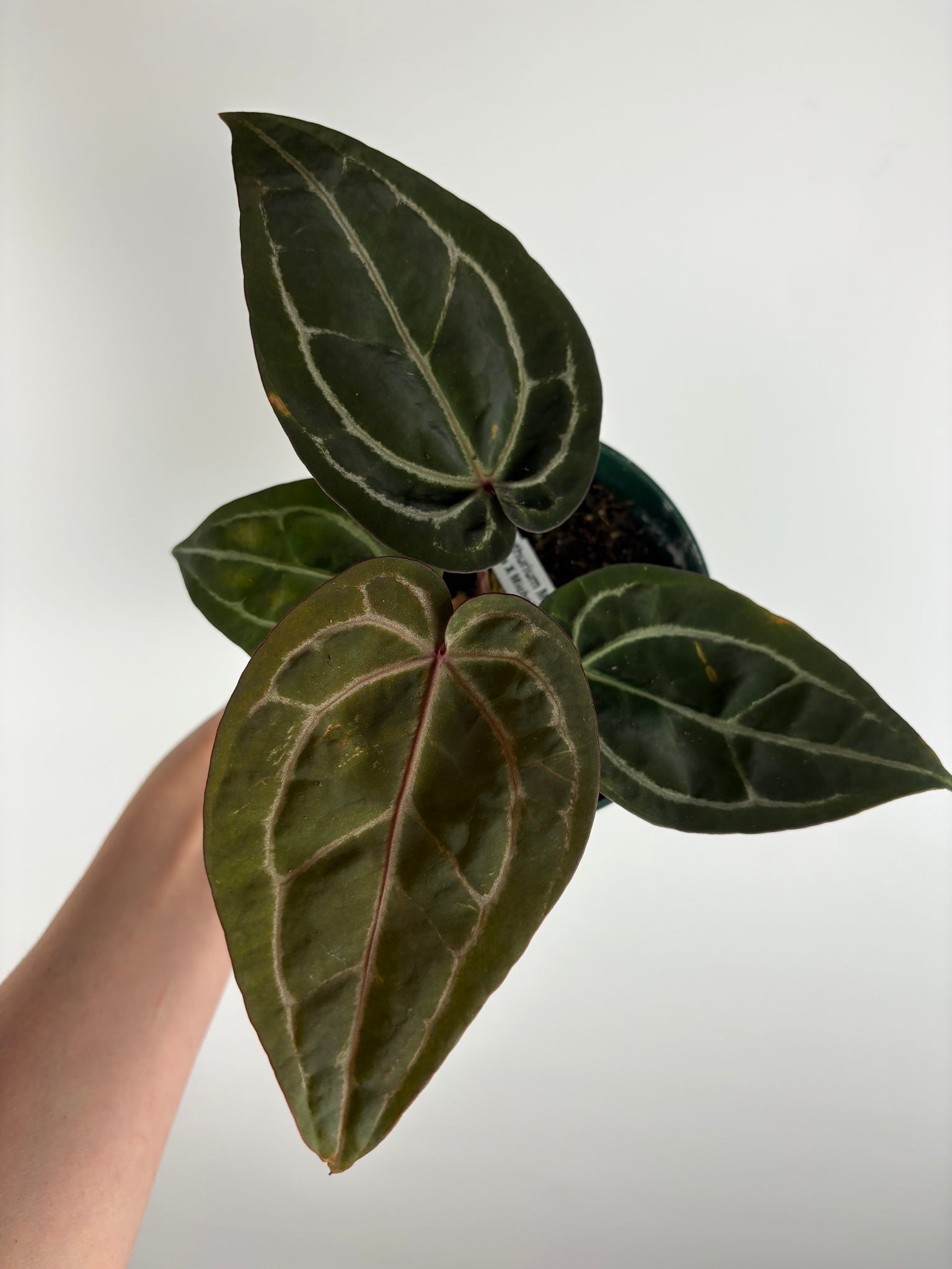 Anthurium 'Memoria Tim Anderson’ - (Doc Block Zara × Doc Block Michelle) X Anthurium Red Crystallinum from USA - 5
